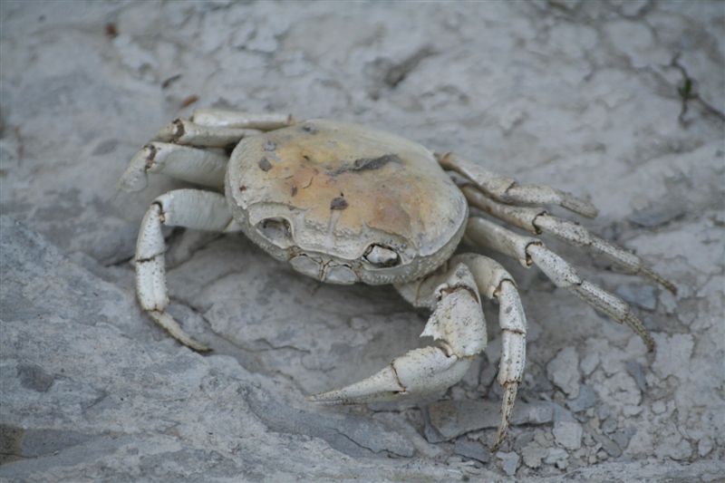 Potamon fluviatilis e gamberi: pericolo per ululoni??